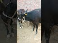 demark baif calf to breeding vlog