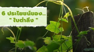 6 ประโยชน์ของใบตำลึง ช่วยในเรื่องอะไรบ้าง ?? (B-MEDChannel)