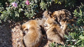 タヌキの昼寝タイム（たぬきの塊Ver）＆くつろぎの様子