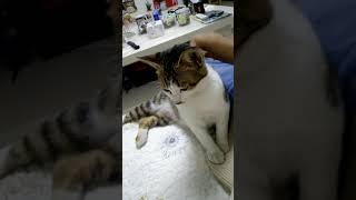 〔家有狸花猫〕嘛嘛不要停~继续~   1 video 20180218 000710Av19830245,P1