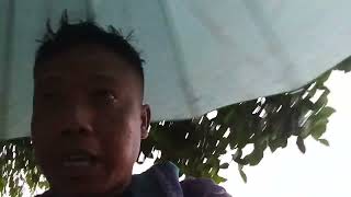 SIAGA SATU KENONGOREJO BANJIR GEDE....!!!