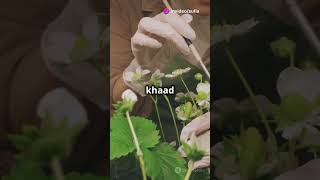 #🍓🍓🍓#সহজ স্ট্রবেরীফল চাষ# easy strawberry cultivation#gardenideas#gardenlovers#ytshort#foryou