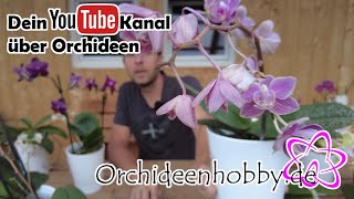 Neue Blüten an verblühten Orchideen