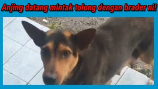 Bijaknya! ANJING MINTAK TOLONG Dengan Brader Ni...Lihat Apa Sebenarnya Yang Terjadi