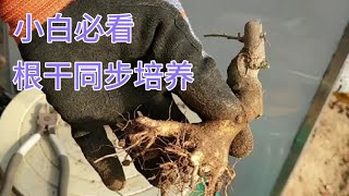 希望能幫助剛入坑的小盆友們節約樁材培養時間。別像我以前一樣托都養出三級了才發現根不行，在小盆裡養根有多難大家懂的。樹冠養一半了又截樁從頭再來我也乾過！不是一回！是一批！一兩年！再說我就哭了