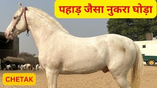 Kya sach mein 70 inch ke hote hain ghode || nukra stallion chetak