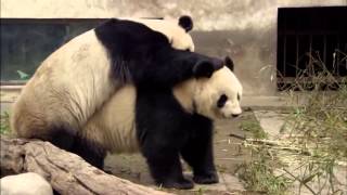 Animal Planet | Discovery Channel | Panda Documentary 2015 Full HD Animal Planet | Discovery Channel | Panda Documentary 2015 Full HD