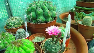 My Gymnocalycium ragonesei x baldianum Cactus Plant in Flower - Chin Cactus