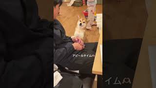 🐕パパが帰ってくると始まるかまってアピール☺️🫶🏻💕#shorts #shibainu #柴犬 #豆柴 #癒し #犬 #かわいい #dog