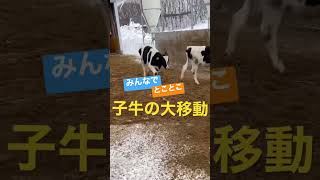 【子牛】移動風景🐮 #shorts #animals #agriculture #cow