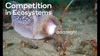 Competition in ecosystems