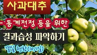 사과대추 - 동계전정 등을 위한 결과습성 파악하기 #칼슘의 중요성 #10월 작황