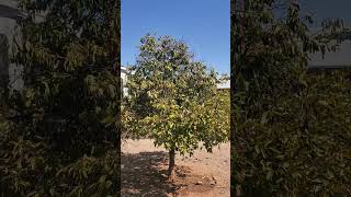 what  Arizona heat 🥵 🔥 does to trees. # weather #nature #outdoors #phoenix #heat #trees