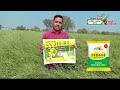 हाइब्रिड सरसों बीज svjh 84 । shakti vardhak hybrid seeds