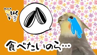 【ひま断】大好きを断つことになり泣きたい気分のオカメインコこはくCockatiel Kohakuchan