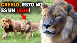 ENCONTRADA VIVA la leona MÁS RARA y única del mundo | Leona con melena de león