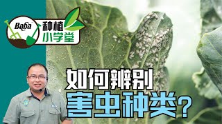 【Baba种植小学堂】看叶子辨识菜园里的害虫种类！怎样有机除虫/防治 x 介壳虫、毛毛虫、飞蛾幼虫、红蜘蛛、白粉虱、蚜虫、蓟马 | 病虫害有机防治