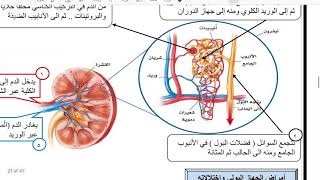 الجهاز التنفسي والاخراجي علوم ثاني متوسط الفصل الدراسي الثاني الجزء الثاني