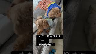 犬日常917 #犬　#いぬ　#dog #toypoodle #トイプードル　#tiktok #shorts#ショート#狗#개#Hund#cane#こっちのけんと#はいよろこんで#2025#愛犬 #家族