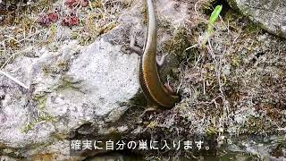 巣に入るニホントカゲ Plestiodon japonicus ♀