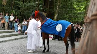 平成30年7月朔日　神宮内宮 神馬牽参（しんめけんざん）「草新（くさしん）号」（１７歳）