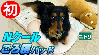 ニトリ(Nクール)ごろ寝パッドを初めて体験した犬がこうなった🐕　#ミニチュアダックスフンド #dog #ワンコ #かわいい犬 #dachshund #ダックス #可愛い犬  #cutedog