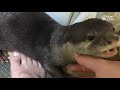 【カワウソ鳴き声】赤ちゃんみたいに泣くビンゴが可愛い what is otter bingo murmuring