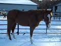 2007 aphc huntin for the man aphc gelding