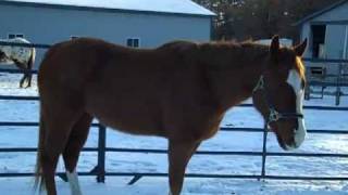 2007 ApHC  Huntin For The Man  ApHC Gelding