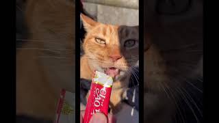 茶トラ猫ハスちゃんチュールを食べて幸せ💕#short#猫