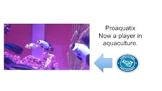 Fincasters Episode 104 New Fish from Proaquatix