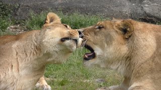 ライオン　トムくんとサナちゃん　いつもなかよしですね　【浜松市動物園】Lion Tom-kun Sana-chan  Hamamatsu Zoo