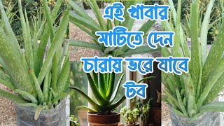 এলোভেরা গাছ লাগানোর নিয়ম|এলোভেরা গাছের যত্ন। how to grow aloevera plant |aloe vera #এলোভেরা #shorts