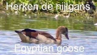 Herken de nijlgans (Egyptian goose,alopochen aegyptiaca)