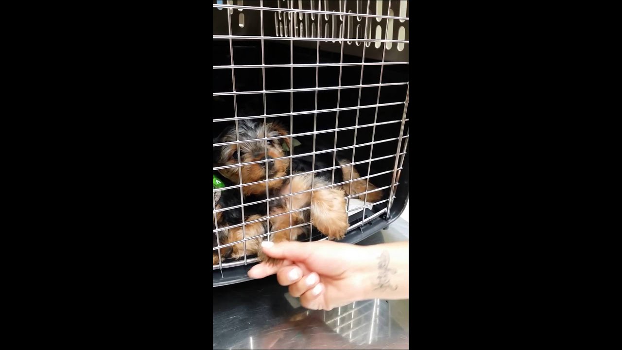Angry Yorkie Puppy Youtube