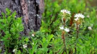 1388 Marsh Labrador Tea Rhododendron tomentosum