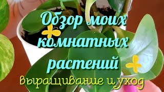 Обзор комнатных растений в моем доме! Растения-экзоты ДИФФЕНБАХИЯ ДРАЦЕНА ФИКУС ПЕПЕРОМИЯ