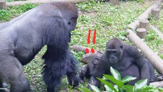 Gorilla Baby Sumomo Surprised at Father Haoko's Appearance🦍🦍!! | Gorilla Haoko Family