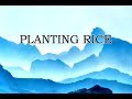 Planting Rice - Classic Nursery Rhymes