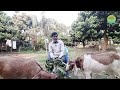 ছাগল কেনার কৌশল goat buying strategy goat fattening farm