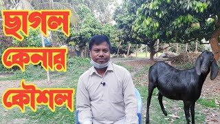 ছাগল কেনার কৌশল | Goat Buying Strategy | Goat fattening farm