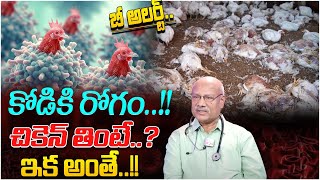 కోడికి రోగం.. తిన్నారా ఇక అంతే ! | DR RAM MOHAN Reveals Facts About Bird Flu Virus | Latest Update