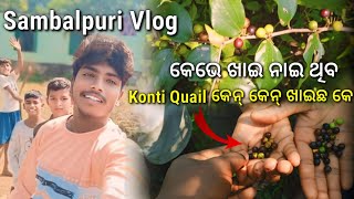 Konti Quail କେନ୍ କେନ୍ ଖାଇଛ କେ କେଭେ ଖାଇ ନାଇ  ଥିବ // Sambalpuri Vlog #newvideo #2024