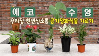 ECO수영클래스 1편_우리집 천연산소통 공기정화식물 기르기(물주는 방법, 수경재배, 스킨답서스, 테이블야자, 안수리움, 아글라오 네마, 몬스테라, 구피합사)