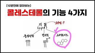 [거대분자] 3.8 지질 - 콜레스테롤의 기능 4가지 정리