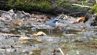 河口湖フィールドセンターのコルリ（若雄）の水浴び　その２（4K60P動画）