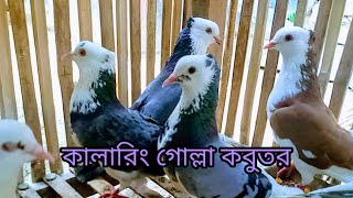 কালারিং গোল্লা কবুতর Colouring golla kobutor দেশি কবুতর Deshi kobutor Colourful pigeon pigeonfarming