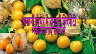 How to grow physalis from seeds/रसभरी ( with update)चिरपोटी/ मकोय घर मे उगाऐ