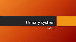 Urinary system Anatomy and Physiology 2