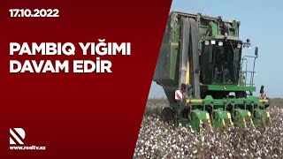 Pambıq yığımı davam edir